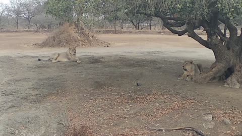 Asiatic Lion Gir Forest Gujarat