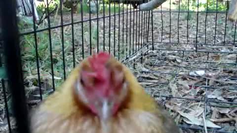 Chicken lays egg while video is on...