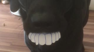 Lab's Smile is Fresh from the Dentist