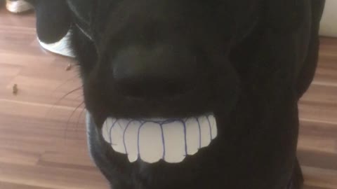 Lab's Smile is Fresh from the Dentist
