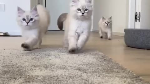 Running cat🐈 Cat video 😹 Funny Cat videos