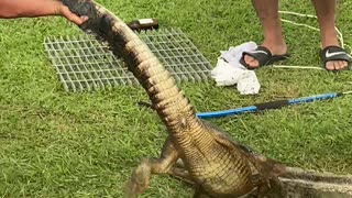 Young Trapped Alligator Freed from Culverts