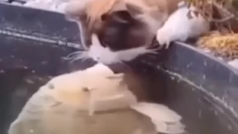 Friendship of cat and fish