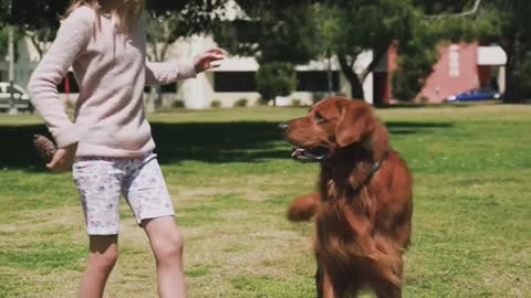 Beautiful dog playing with owner girl