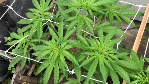 Cannabis Garden Update: SCROGin Along.