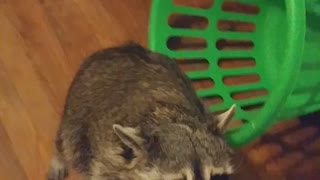Spoiled Raccoon Grabs Gift