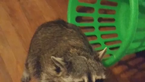 Spoiled Raccoon Grabs Gift