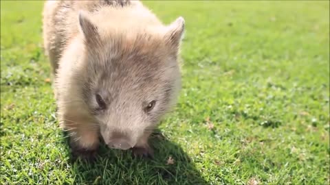 Furry Wombats Rolling Over - FUNNIEST Compilation Video