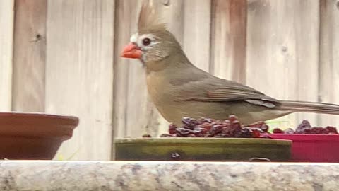 Female Northern Cardinal (Ol Dog Face)