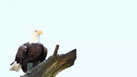 Bald Eagle vs African Fish Eagle - Which is the better Eagle