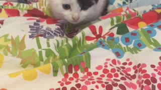 Cat jumps in bed