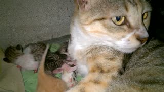 cat baby with mom