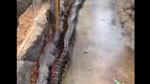 Huge snake short video