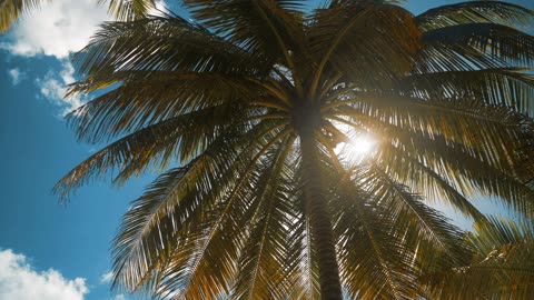 Palm tree on a sunny day - Relaxing Relieve stress, Peaceful Natural Good For Mental Relaxation