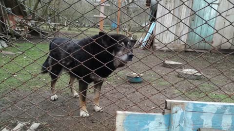 Black old watch dogs from behind metal net