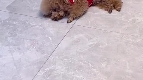 The best Actor - Cute Puppy pretends to be Dead