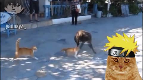 Funny animals videos