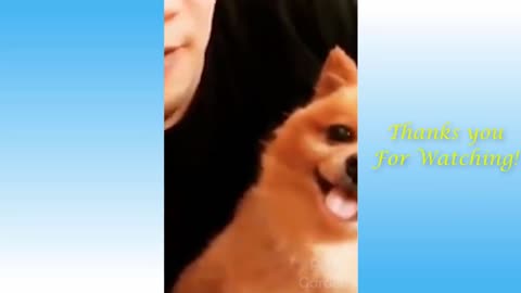 Best Funny Pet Videos 2021