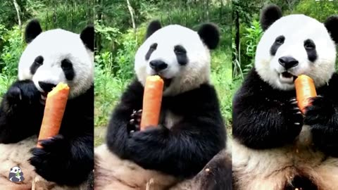 How delicious are the carrots in the panda’s hand?