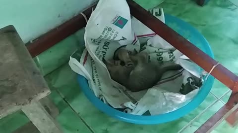 Kitten Thinks It's A Chicken