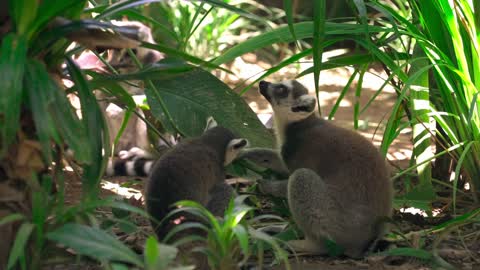 Two friendly lemurs