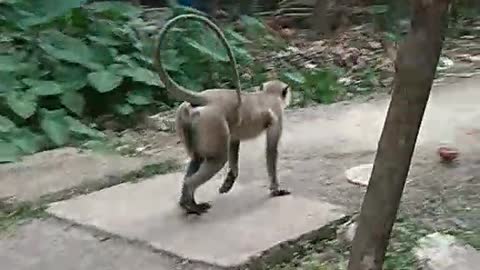 Monkey funny activity