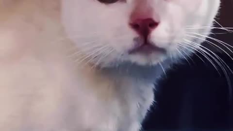 Cat emotional crying video