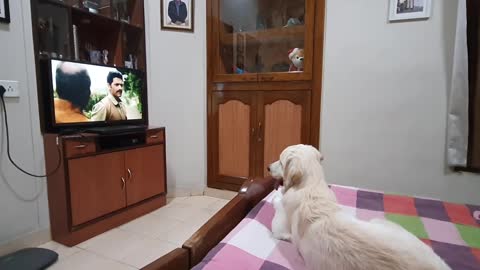 Dog watching movie (watch till the end)