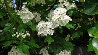 Hawthorne flowers