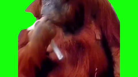 Orangutan Brushing Hair | Green Screen