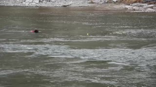 Chesapeake bay retriever swimming upstream at age 12