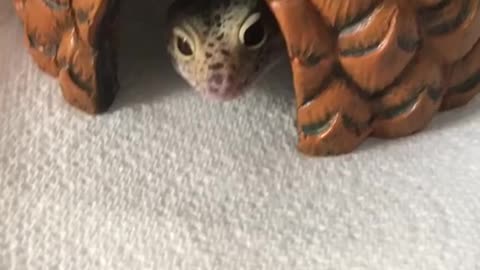 Leopard gecko enjoys a snack