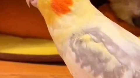 Cute cockatiel parrot funny parrot talking birds