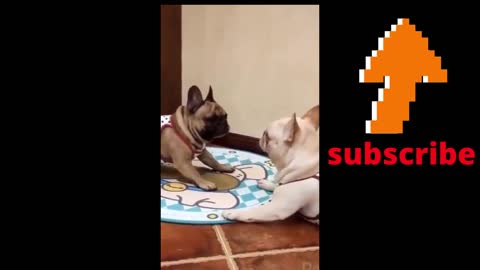 funy dog and cats