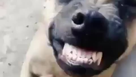 Smiley dog face