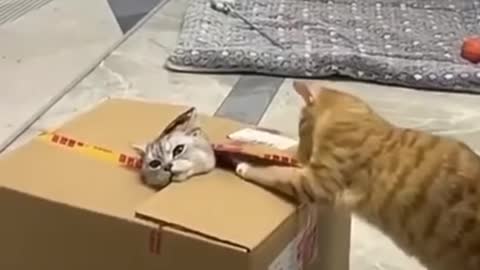 FUNNY CATS COMPILATION #1