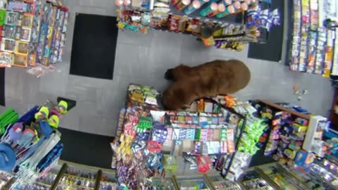 500-POUND Bear REPEATEDLY Steals Candy from Gas Station | Customer Wars | A&E