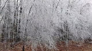 Icy Trees in NC