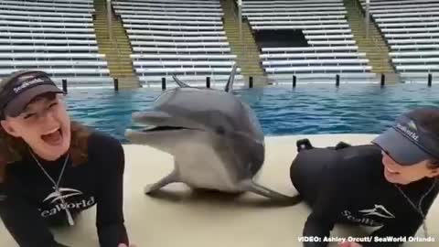 Dolphin kisses Trainees