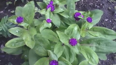 A small globe amaranth garden, they are very beautiful flowers! [Nature & Animals]