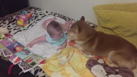 Shiba Inu preciously watches over baby