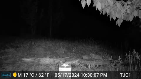 Raccoon carrying off an egg