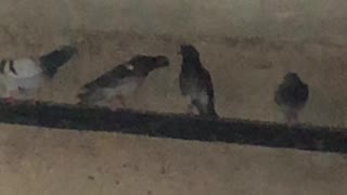 NYC pigeons having an old-fashioned bar fight