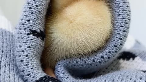 Cute Ducklings