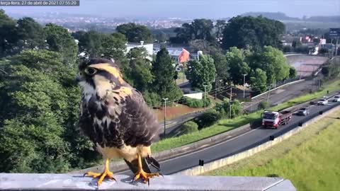 Falcon rests in front of cameras/Brazil / Falcão descansa na frente de câmeras/Brasil