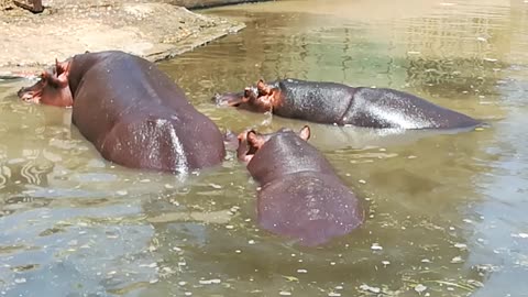 African Hippo Family Enjoys Their Morning swim