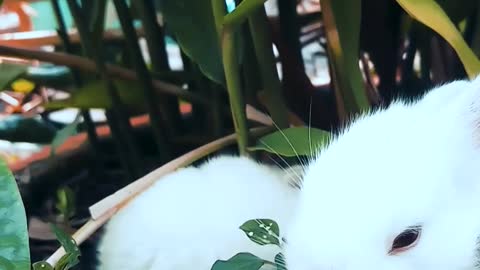 Cute Rabbits Are Resting On A Pot