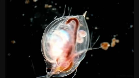 Unknown bulb-like sea creature with a bioluminescent body | Amazing Ocean Discoveries