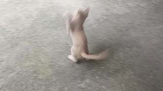 Baby cat plays with a bottle attached to a string
