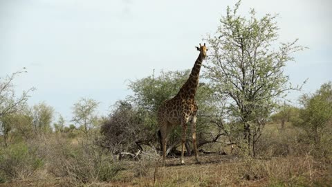 Giraffe standing next to a tree in Kruger National Park South Africa